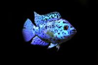 picture of Electric Blue Jack Dempsey Cichlid Sml                                                               Rocio octofasciata 'Blue'